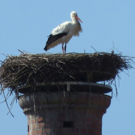 Die Altstadtstörche