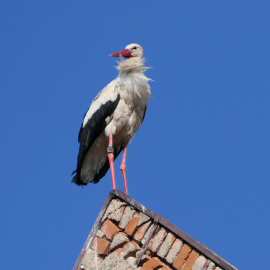 Sechsmal Storchennest