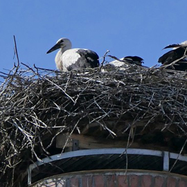 Storchennachwuchs