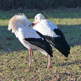 Winterzeit gleich Storchenzeit