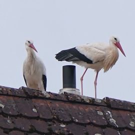 Die Störche vom Grünen Markt