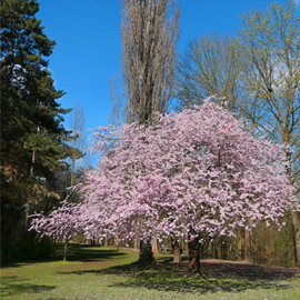 Mächtige Pappel, prächtige Zierkirsche