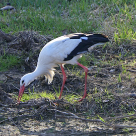 Storch auf der Pirsch