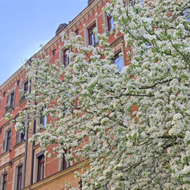 Blütenexplosion trifft Backsteincharme